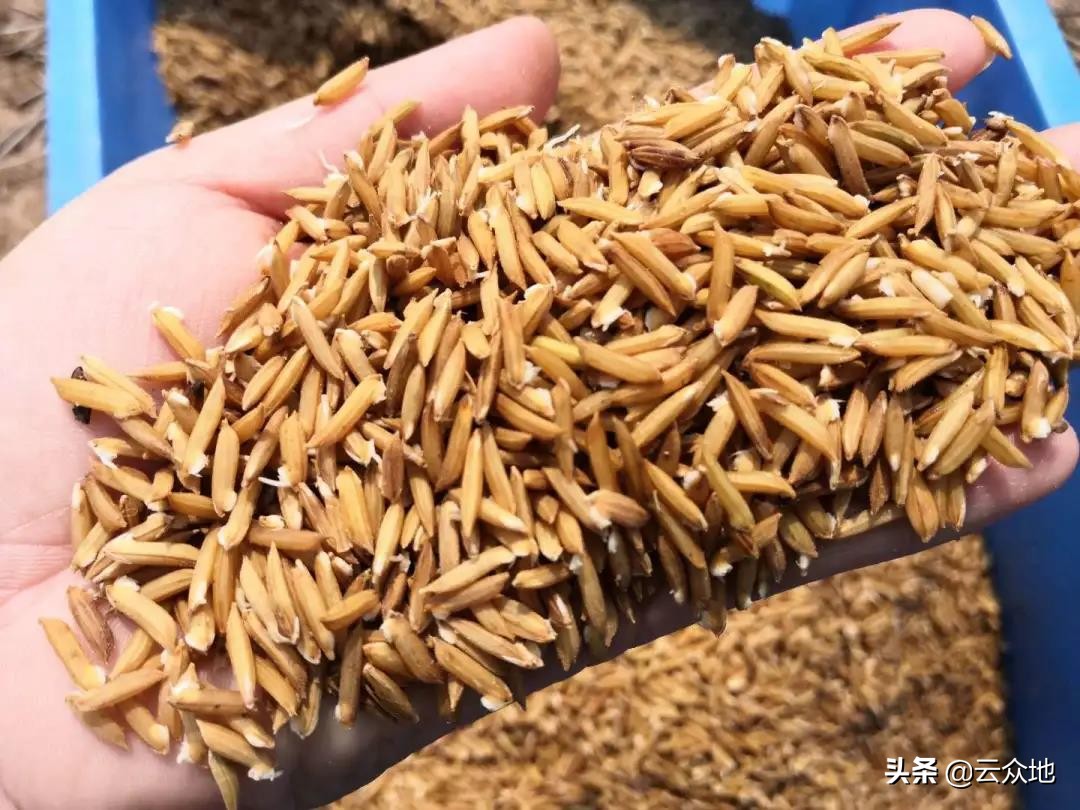 水稻品种区分方法(水稻品种区分方法图片)