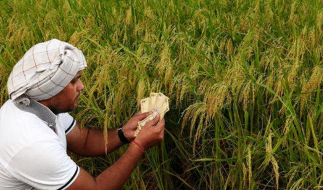 印度水稻小麦(印度水稻小麦分布特点)