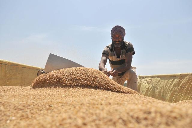 印度水稻小麦(印度水稻小麦分布特点)
