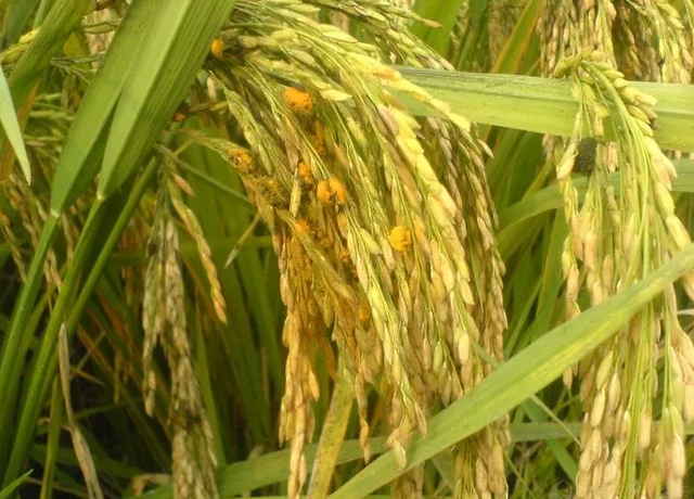 稻曲病对水稻有什么影响(水稻稻曲病已发生还传染吗)