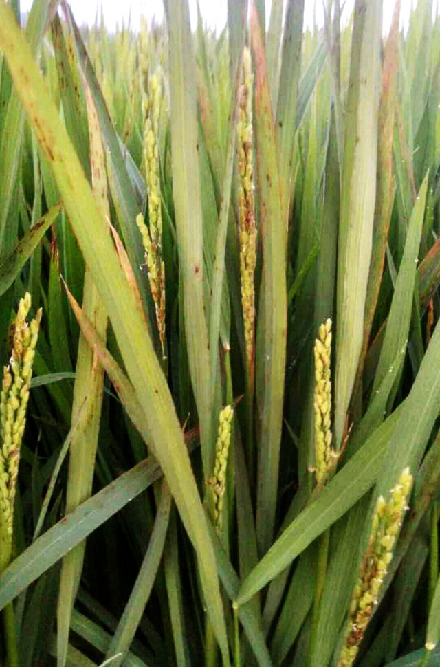水稻细菌性病害(水稻细菌性基腐病的症状图片)