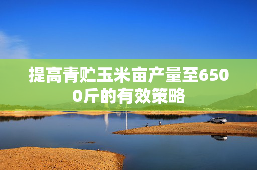 提高青贮玉米亩产量至6500斤的有效策略