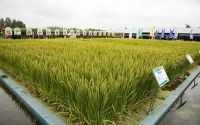 改进水稻品种(改进水稻品种的措施)