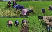 人工挖掘水稻(人工收割水稻装水稻的工具)