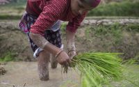 尼泊尔南部水稻(2020年尼泊尔水电站项目)