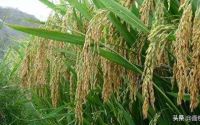 广东较耐旱水稻品种介绍(2021广东水稻主要种植地区)