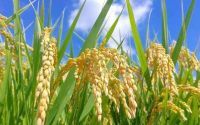 小麦和水稻大米(小麦和水稻哪个是大米)