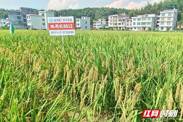 抚州超级水稻(抚州市水稻原种场)