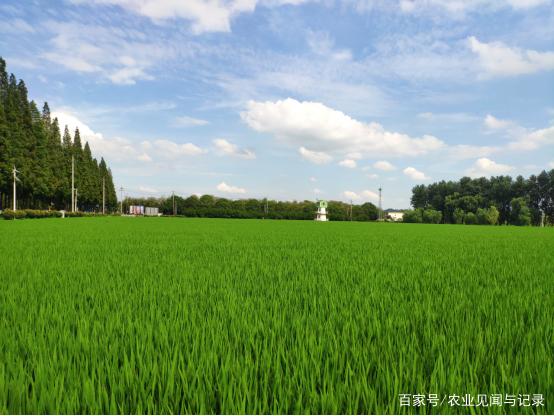 泰州水稻土地(江苏省泰州市市水稻种植面积)