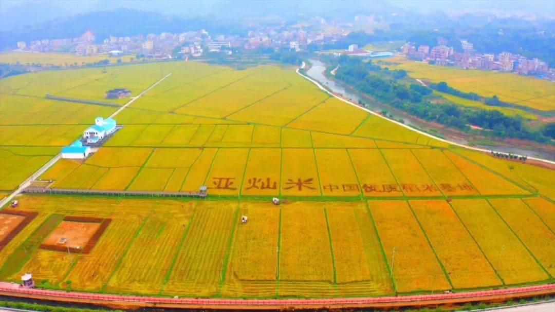 罗定水稻怎么吃(2021年罗定稻米节在哪里地方举办)