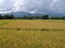 种水稻美景(种水稻的描写)