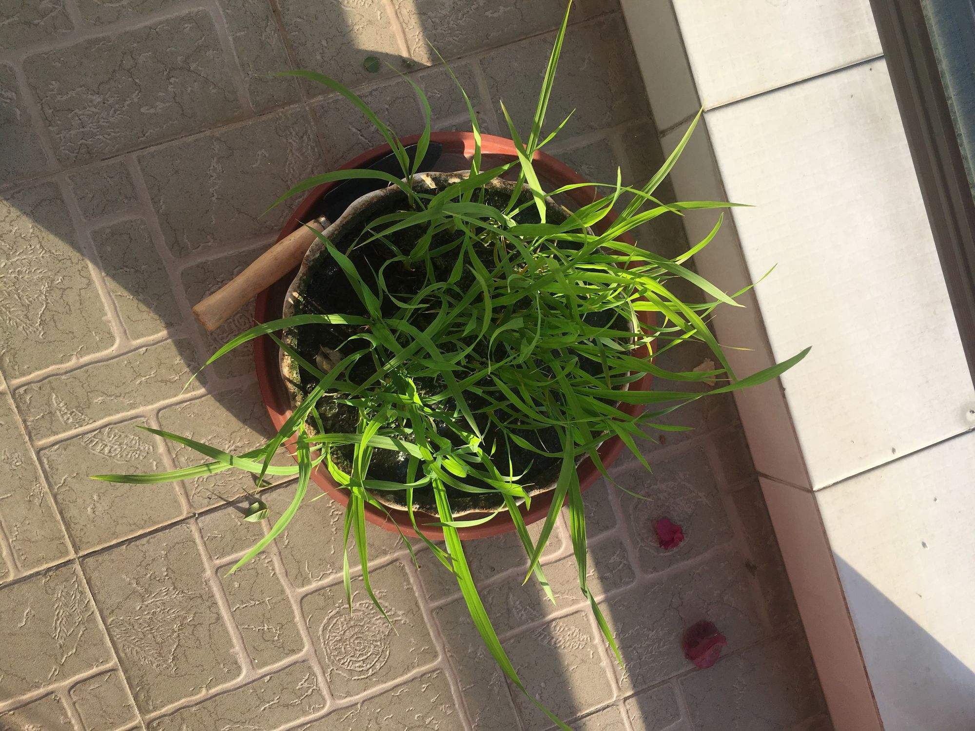 花盆养水稻(盆栽水稻种植步骤)