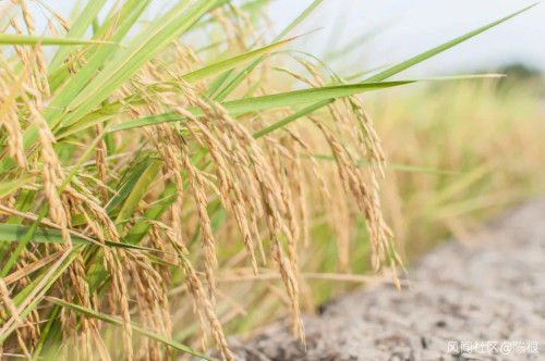 水稻品质下降(水稻产量不高原因)