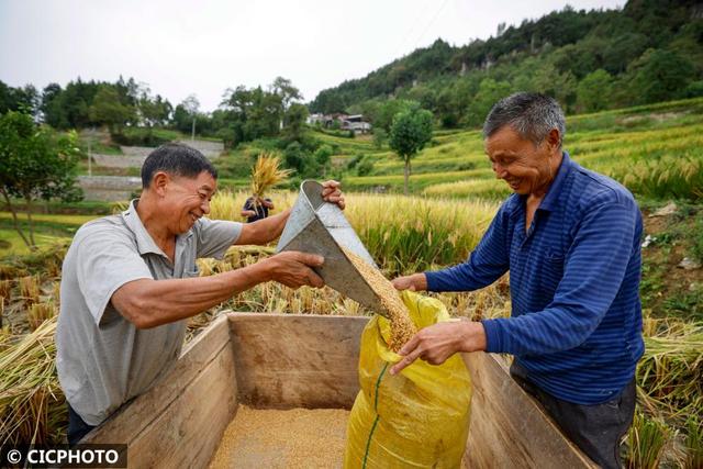 为啥收水稻杆比收水稻还贵(为啥收水稻杆比收水稻还贵些)