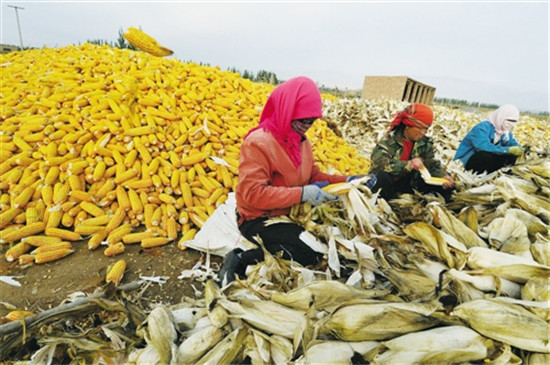 粮食企业定额补贴(粮食补贴金额是怎么算的)