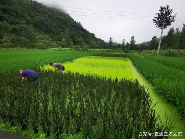 酉阳水稻(酉阳水稻种植时间)