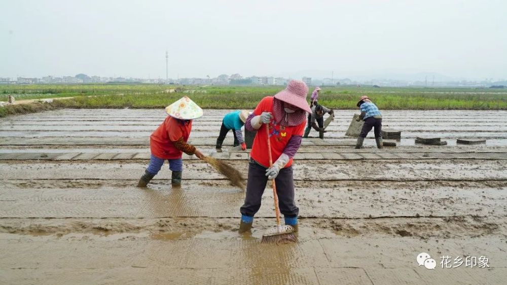 水稻播撒转速多少(水稻从播种到收获需要多少天)