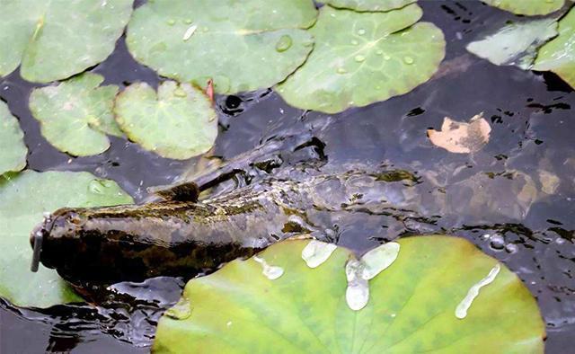 水稻钓黑鱼(稻田养殖黑鱼)