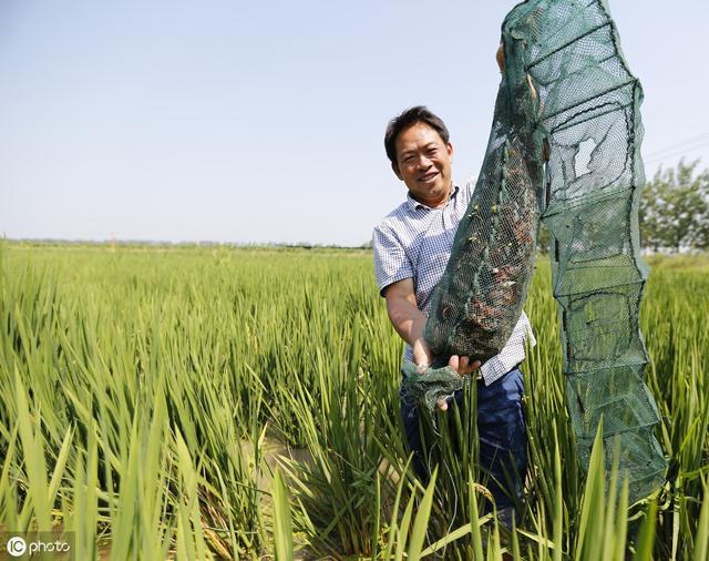 水稻里放虾(水稻和虾混养可以吗)