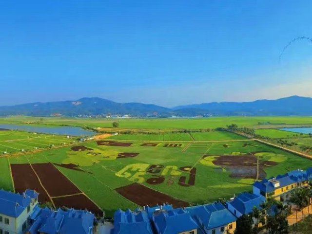 勐海水稻(勐海水稻种植面积)