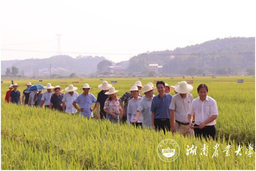 水稻基地观摩(水稻现场观摩会)