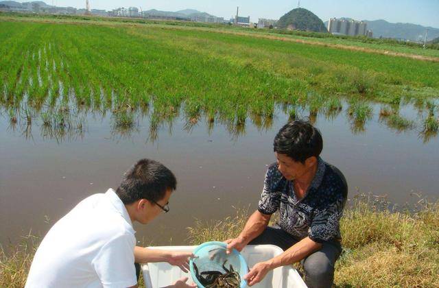 水稻泥鳅养殖书(稻田养殖泥鳅技术要点)