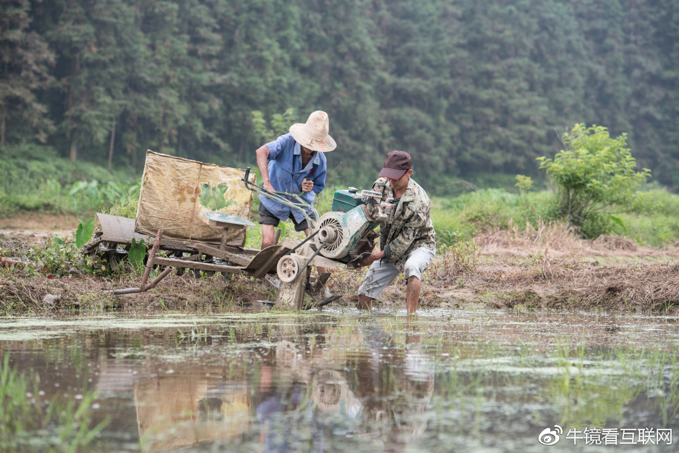 做水稻生意(水稻怎么销售)