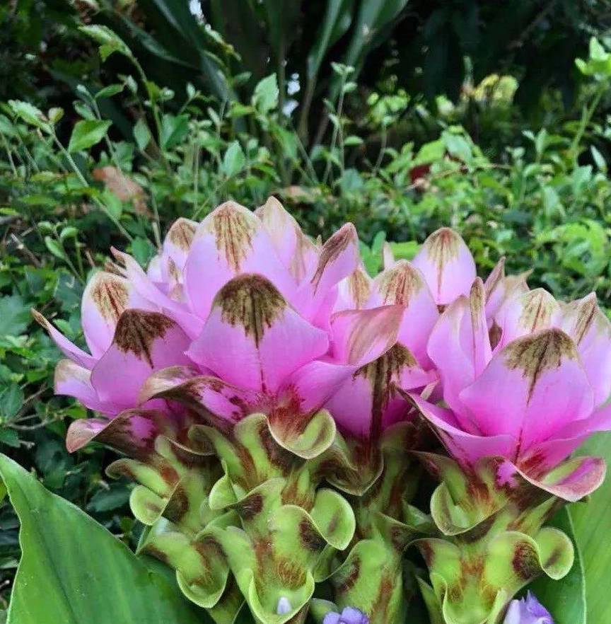 复合肥能施荷花吗(复合肥能给花施肥吗)