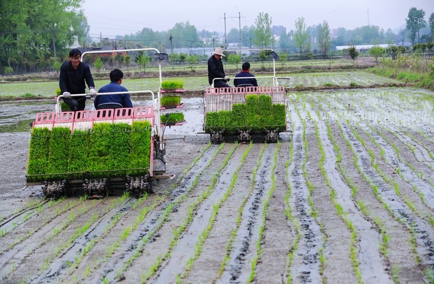 水稻移植过程(水稻移栽多久后进入拔节期)