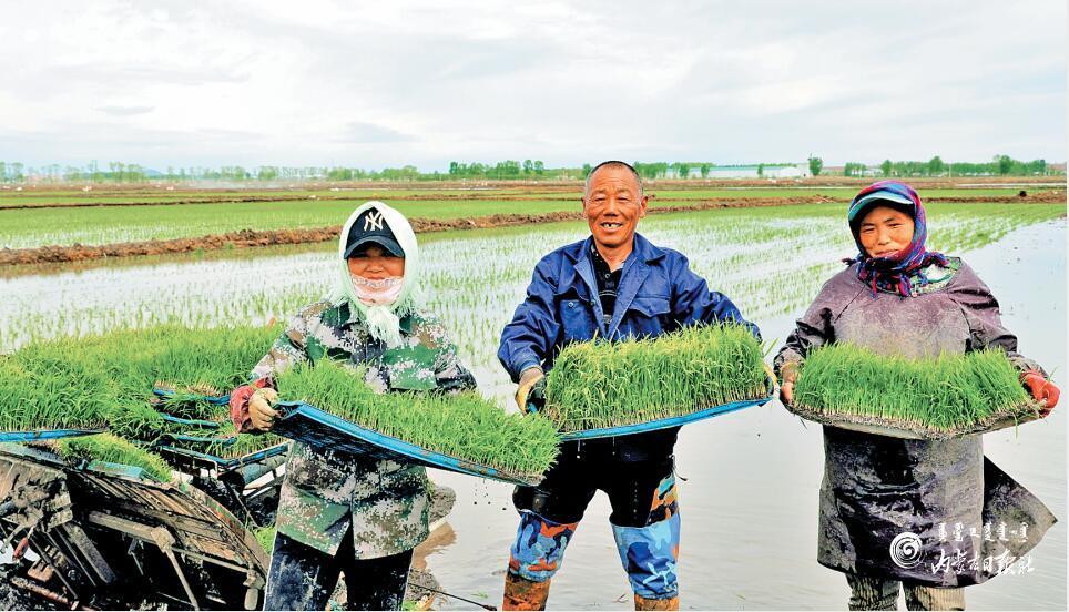 阿荣旗有水稻吗(阿荣旗有几个农场)