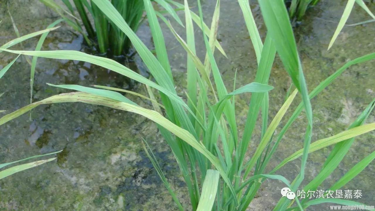 水稻冷害叶片症状(水稻障碍性冷害发生时期)