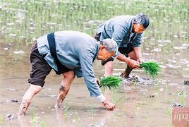 水稻铁线草怎么打(水稻铁苋菜用什么药可以杀死)