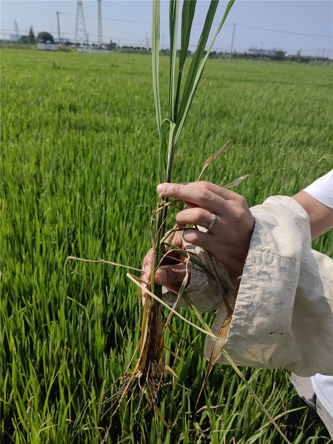 黑水稻年用量(黑水稻多少钱一斤)