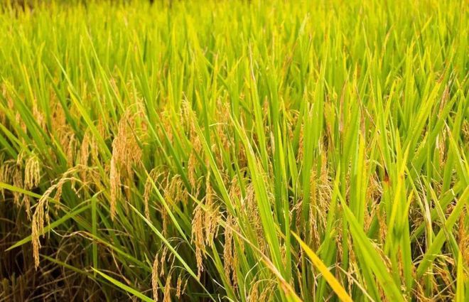 美洲种水稻(美国水稻种植业与亚洲水稻种植业的明显差异是)