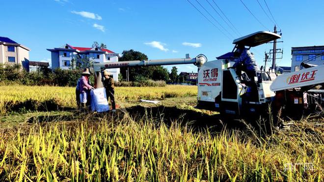 江西水稻保障方案(江西省水稻种植补贴最新政策)