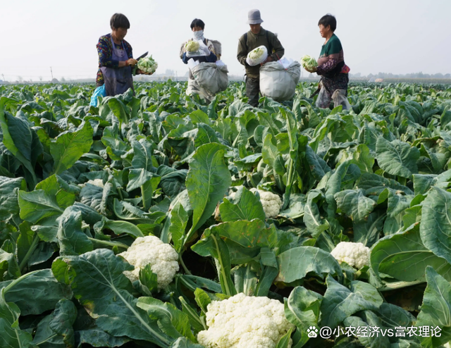 冬季水稻(冬季水稻是什么)