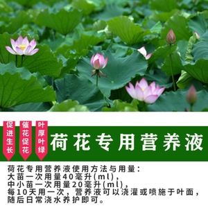 莲藕适合哪种复合肥(莲藕初期施哪种复合肥)