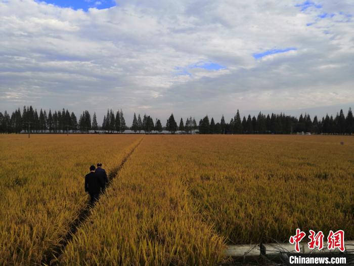 句容水稻养殖基地(句容稻花香农庄在哪里)