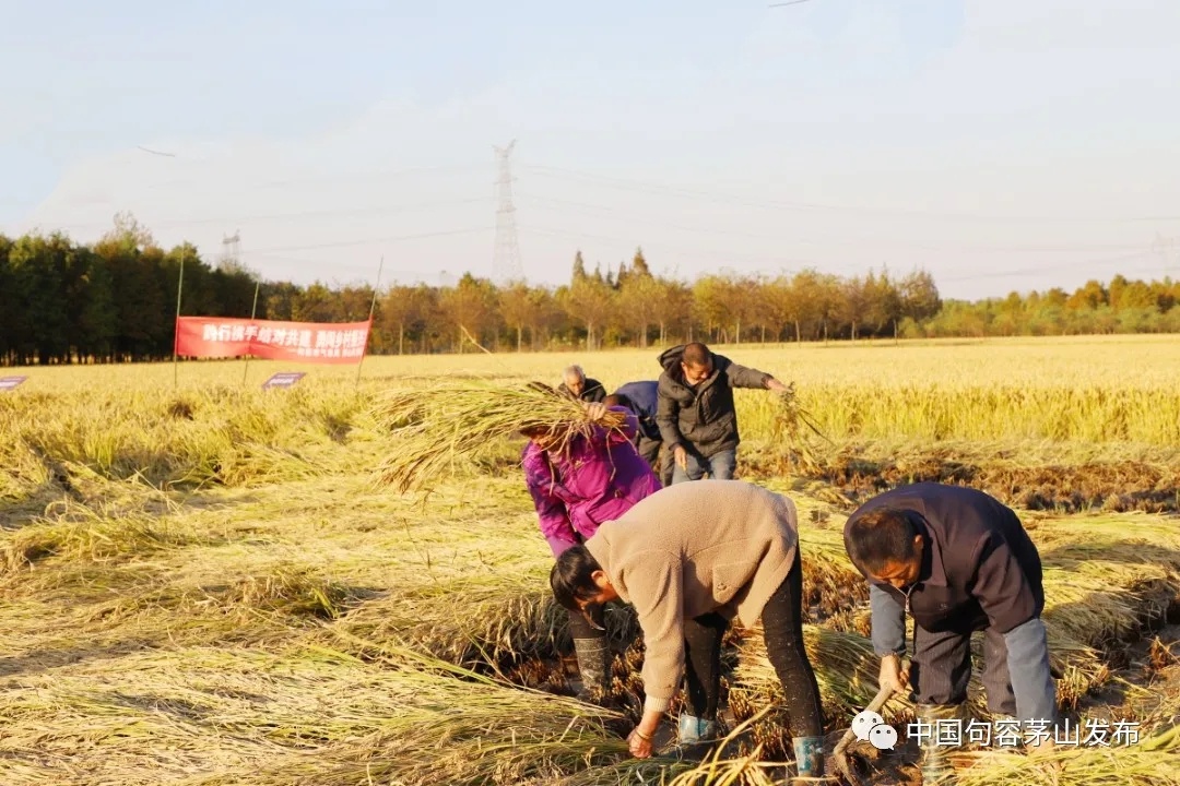 句容水稻养殖基地(句容稻花香农庄在哪里)