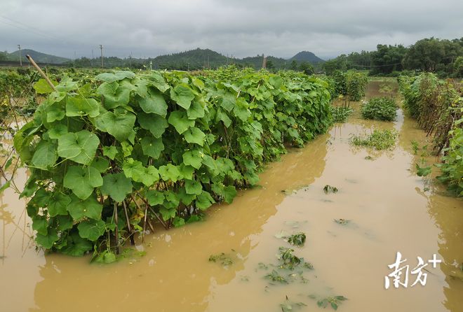 水稻几月淹水(水稻几月开始播种)