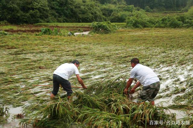 水稻几月淹水(水稻几月开始播种)