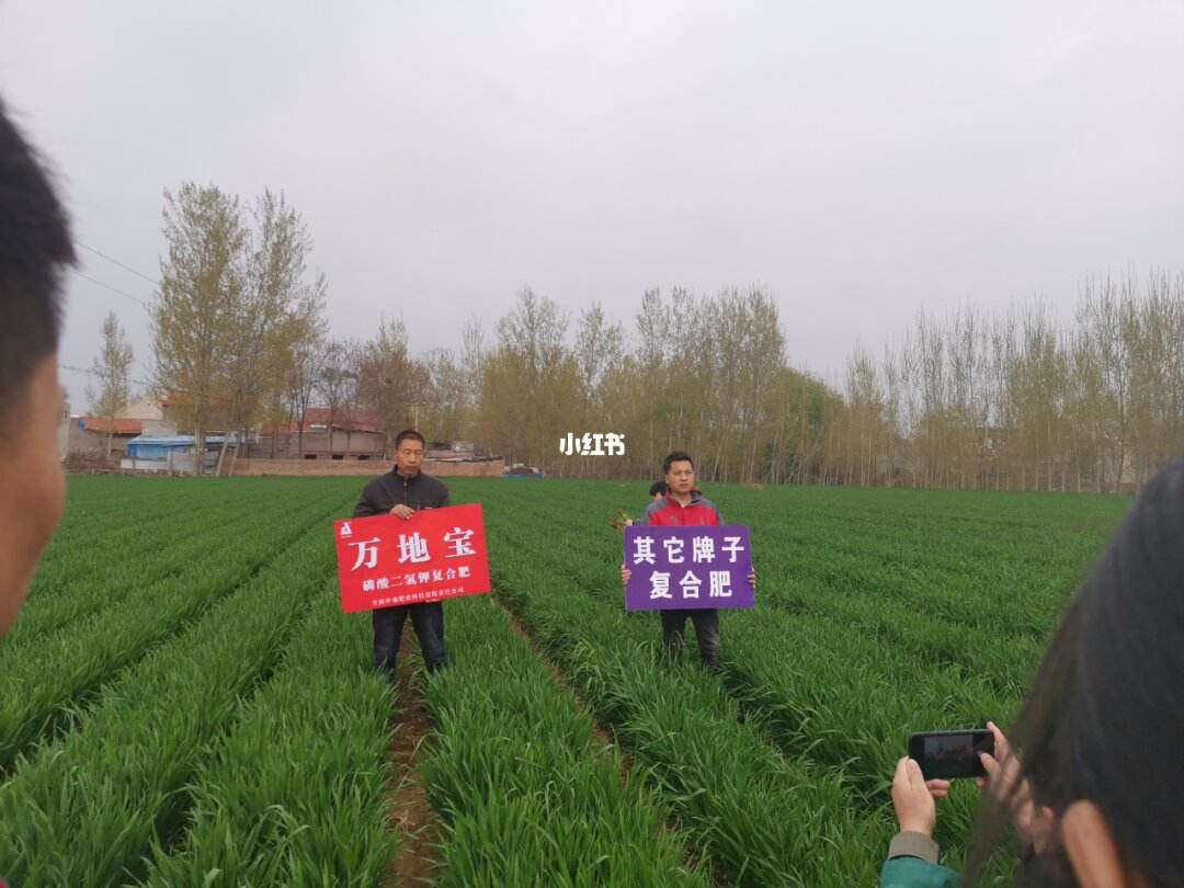 复合肥种什么好(复合肥适用于什么植物)