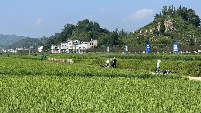 贵州水稻地位(贵州种植水稻优势)