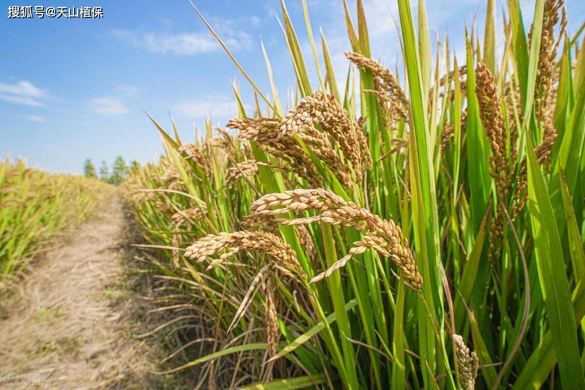 过了季节种水稻(种水稻的季节还可以种什么)