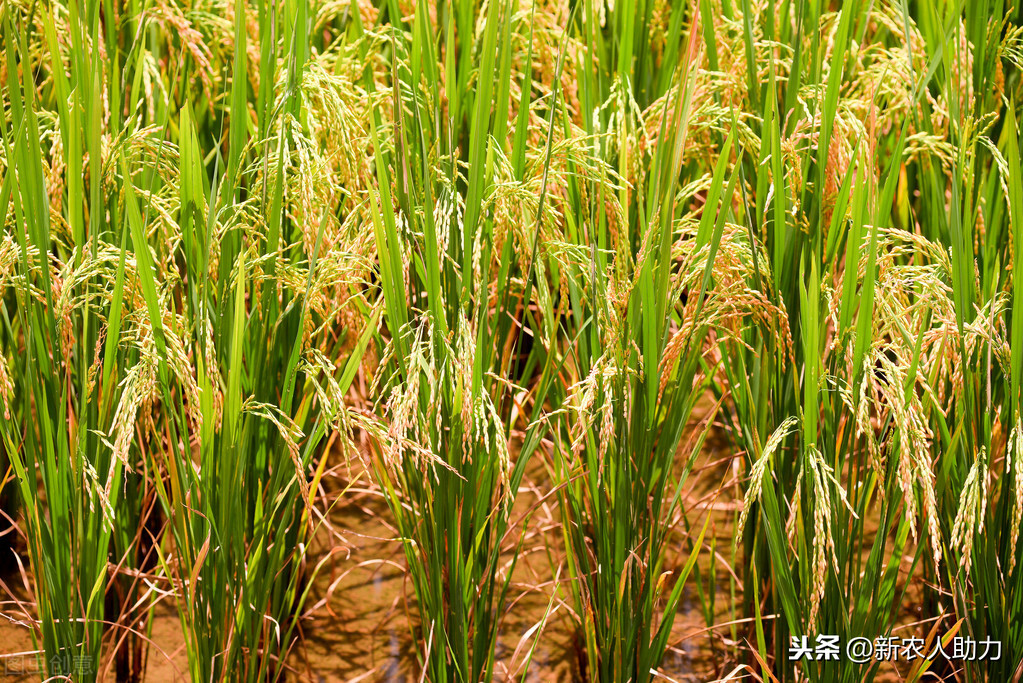 新沂水稻种植情况介绍图(新沂水稻种植情况介绍图片大全)