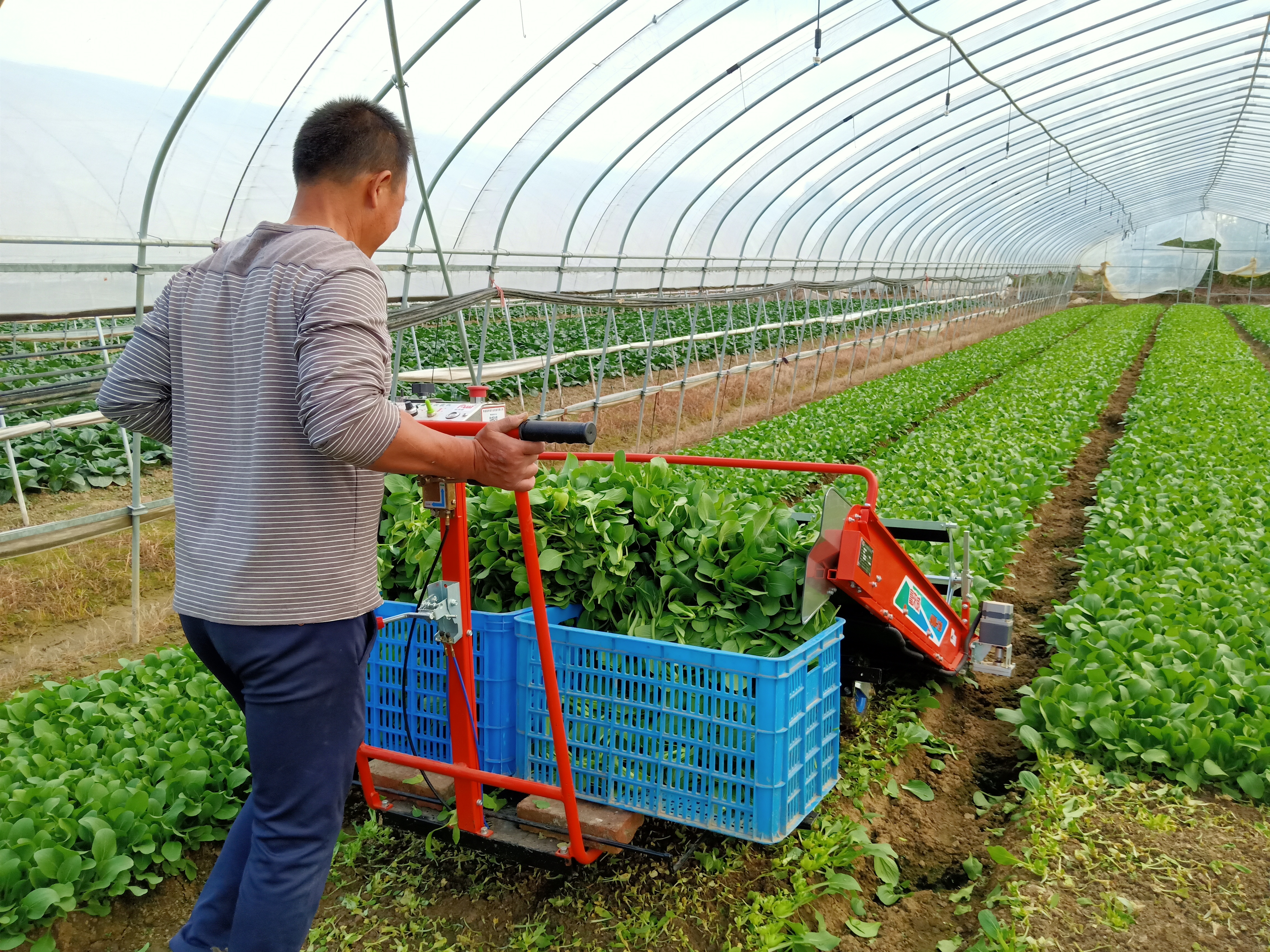 蔬菜收割机功能(蔬菜收割机多少钱一台)