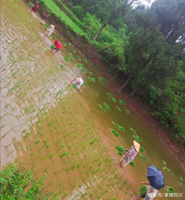 冒雨观察水稻(冒雨观察水稻的过程)