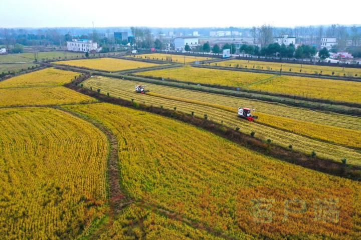 息县收水稻(河南信阳水稻什么时间收)