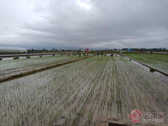 减少种植水稻(种植水稻的限制因素)