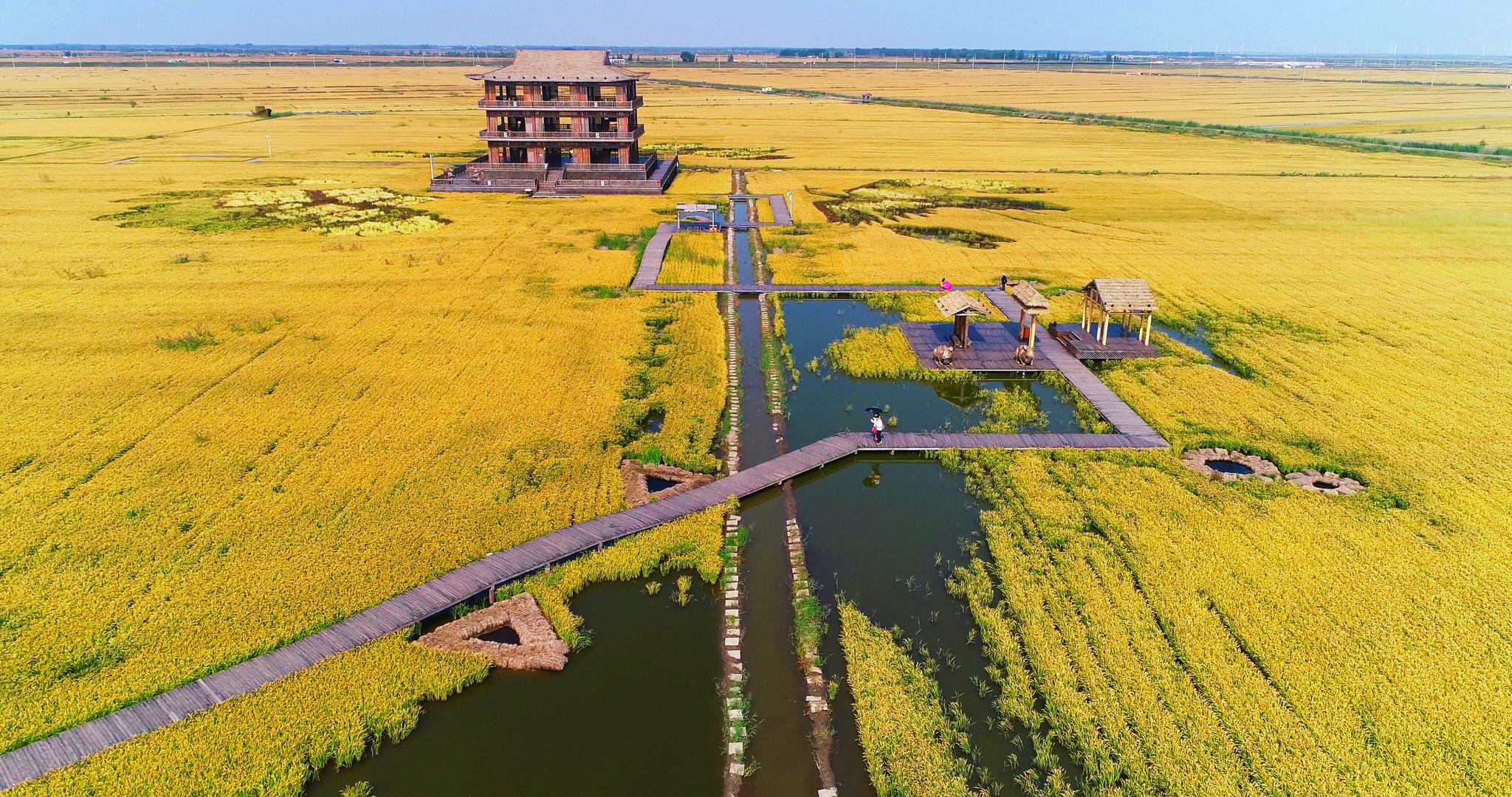 水稻大海(海水稻视频)